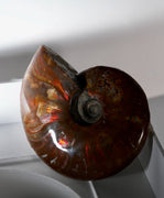Natural Ammonite Fossil #280