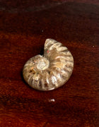Fossil Ammonite #1926