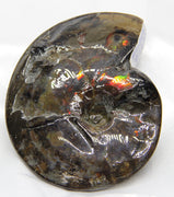 Ammonite Full Fossil 10x8cm #521